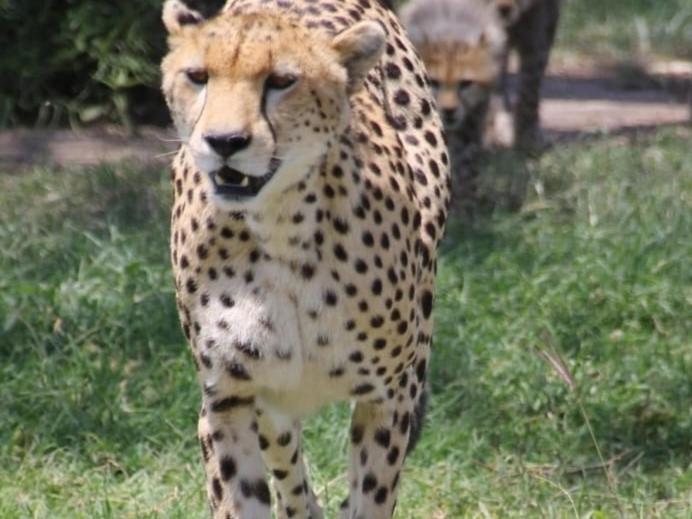 Bed and Breakfast Maasai Mara Safari Camp In Kenya Sekenani Exterior foto