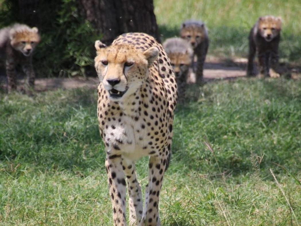 Bed and Breakfast Maasai Mara Safari Camp In Kenya Sekenani Exterior foto